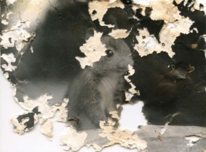 Joan Fontcuberta: Gastropoda & Trauma