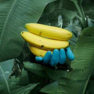 Vanja Bučan: Imaginarne ekologije