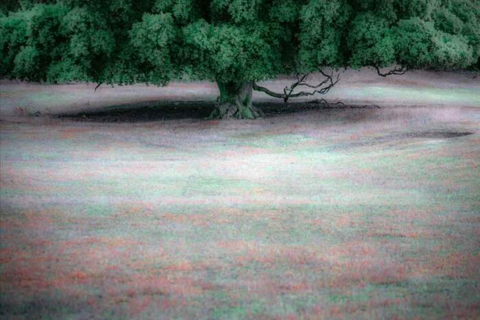 Gregor Radonjič, Ivo Svetina / Trees - Image 3