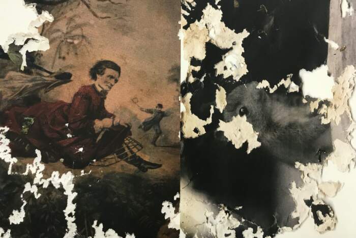Joan Fontcuberta / Gastropoda - Image 4