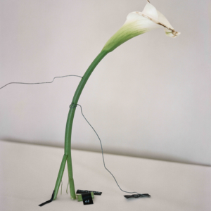 Jakub Stanek, iz serije V pričakovanju sonca