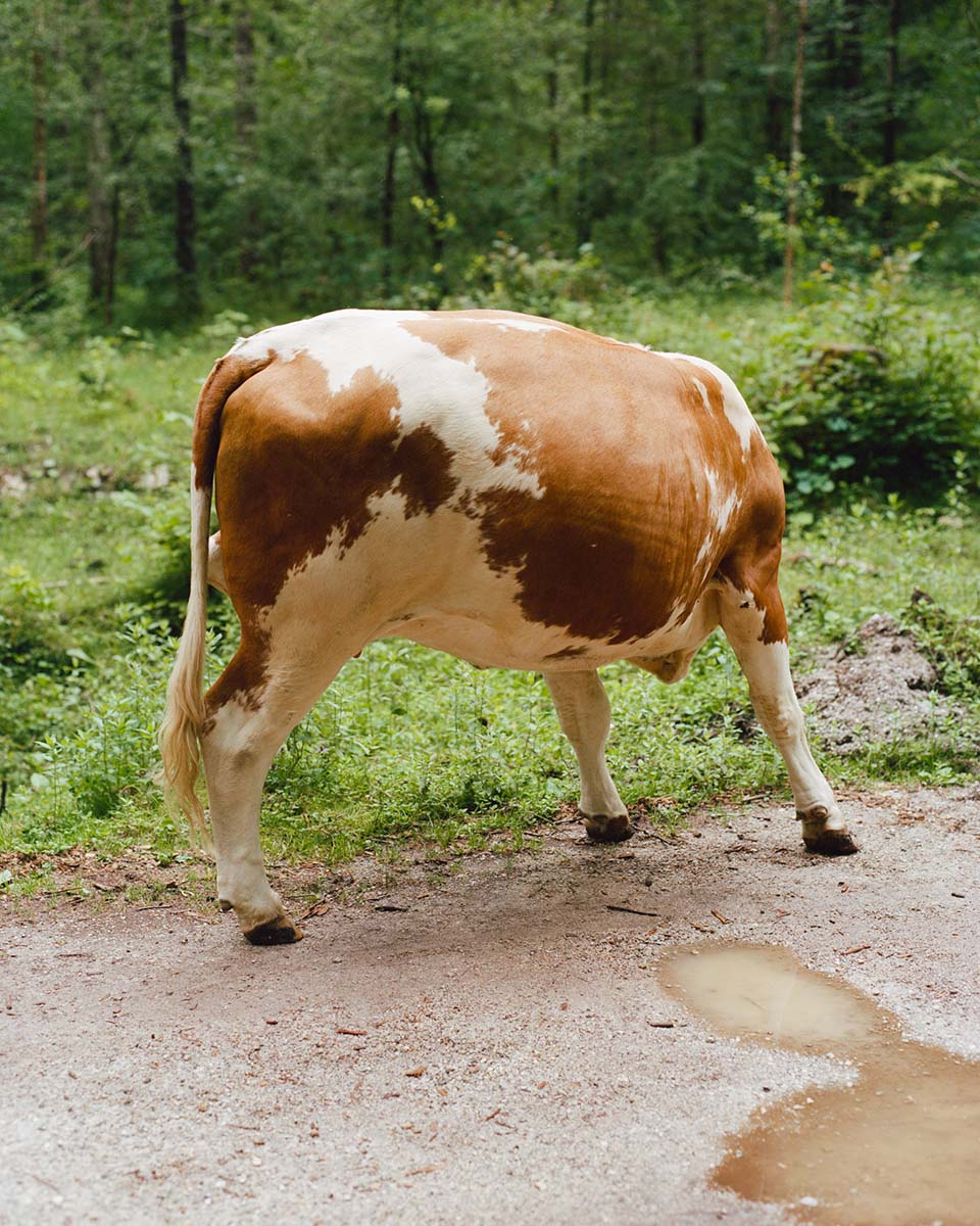 Vincent Forstenlechner, iz serije ROYGBIV, 2016 – 2019