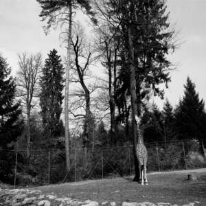 Tanja Verlak, from the series ZOO, 2004-2006, 50 x 60 cm, handmade silver gelatin print
