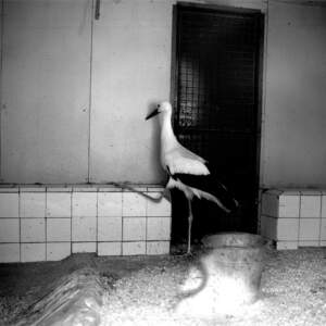 Tanja Verlak, from the series ZOO, 2004-2006, 50 x 60 cm, handmade silver gelatin print