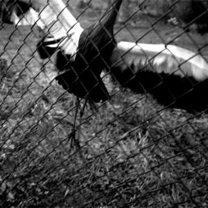 Tanja Verlak, from the series ZOO, 2004-2006, 50 x 60 cm, handmade silver gelatin print