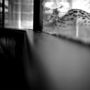 Tanja Verlak, from the series ZOO, 2004-2006, 50 x 60 cm, handmade silver gelatin print
